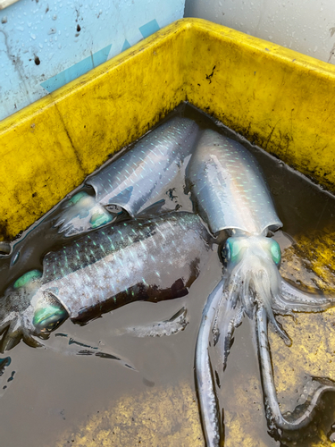 アオリイカの釣果