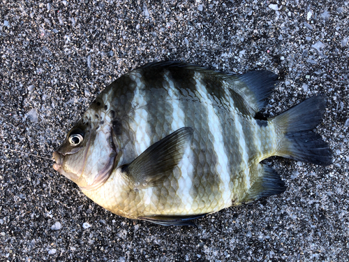 オヤビッチャの釣果