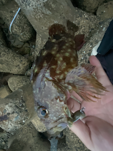 カサゴの釣果