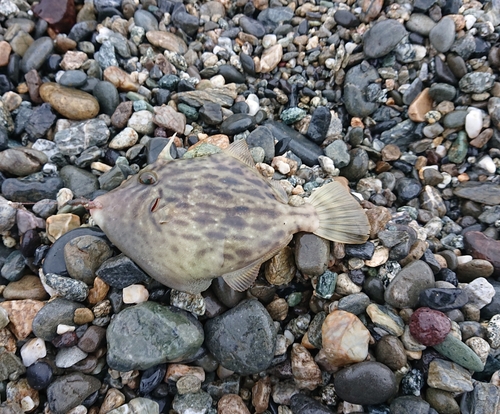 カワハギの釣果