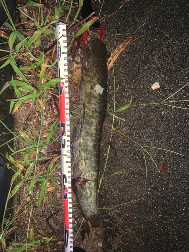 ナマズの釣果