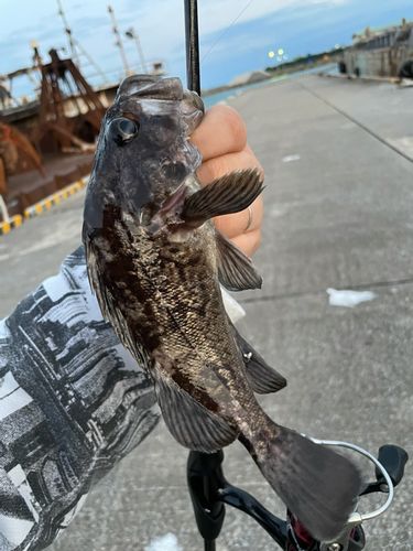 クロソイの釣果