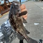 クロソイ