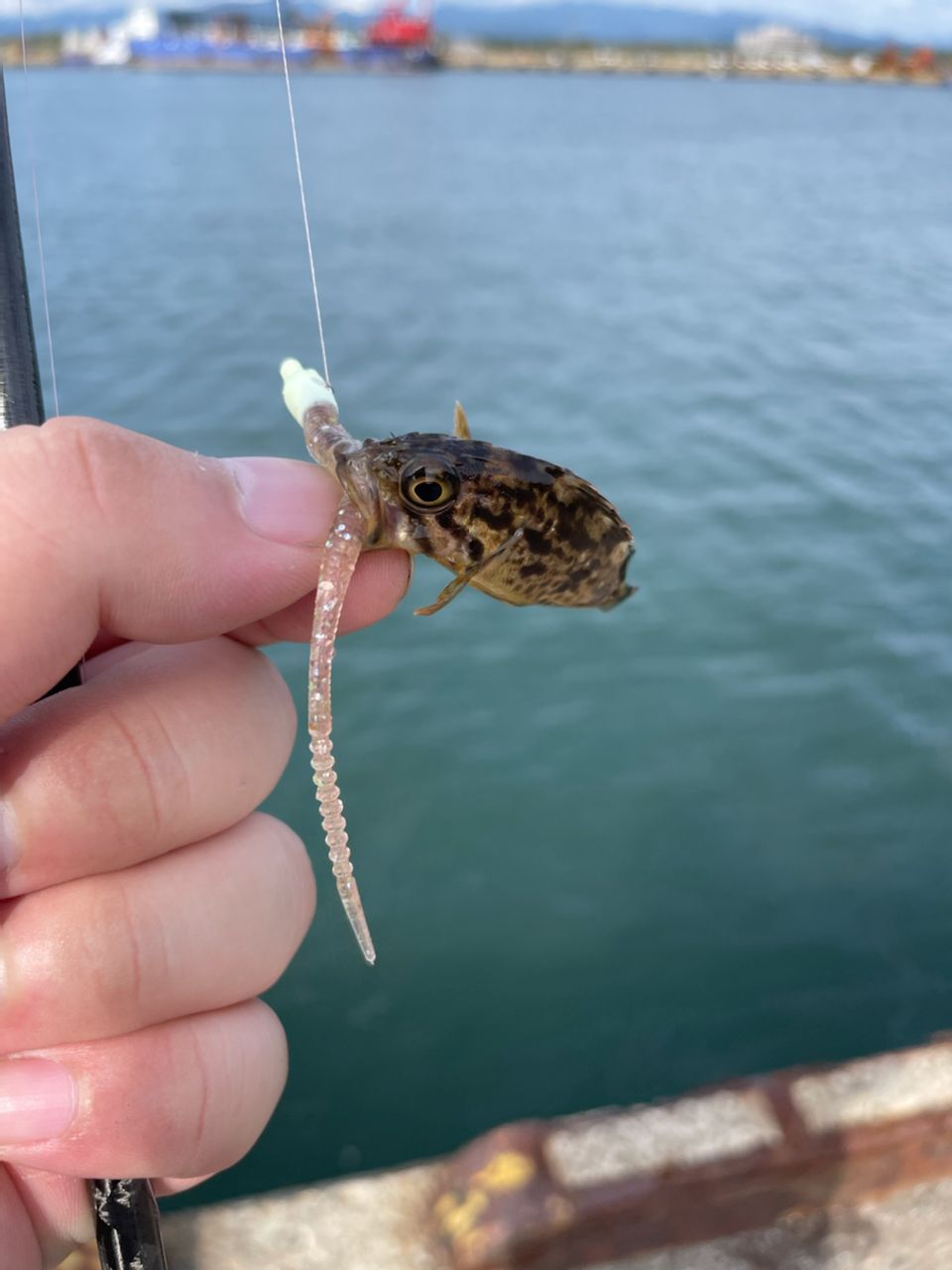 クロソイ