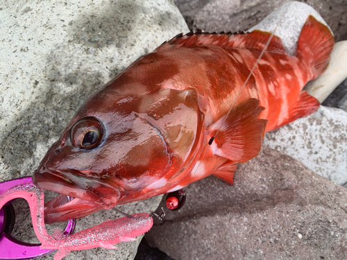 アカハタの釣果