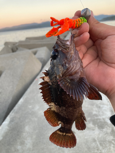 ムラソイの釣果