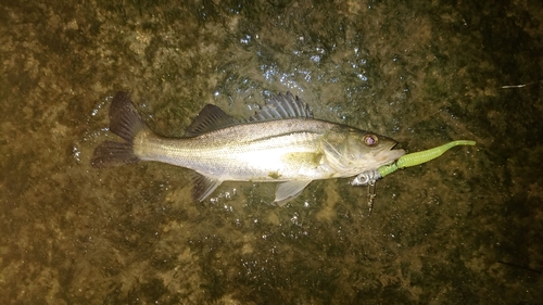 セイゴ（マルスズキ）の釣果