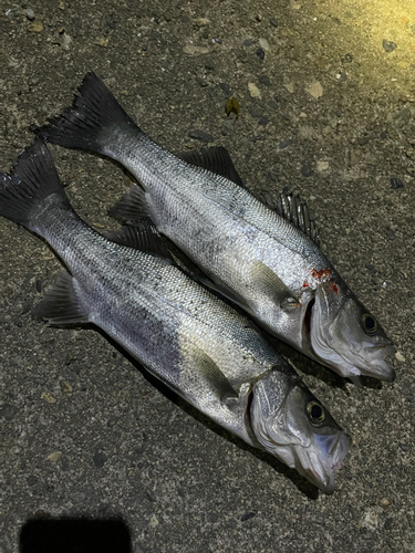 セイゴ（マルスズキ）の釣果