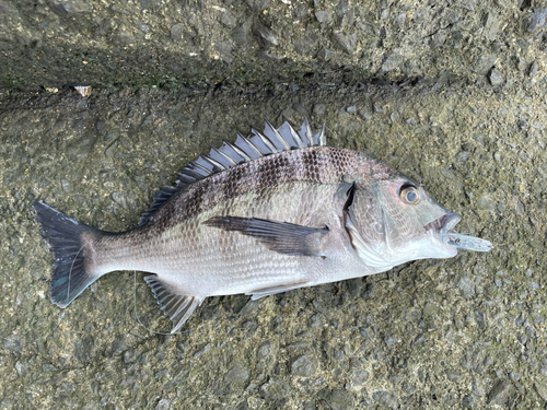 チヌの釣果