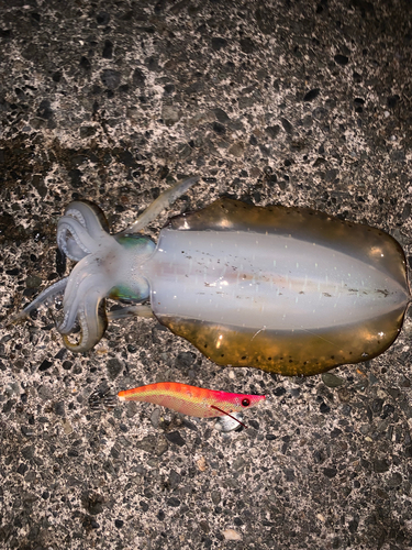 アオリイカの釣果