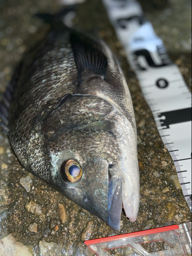 クロダイの釣果