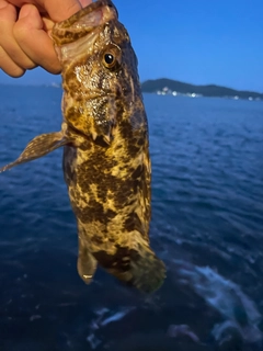 タケノコメバルの釣果