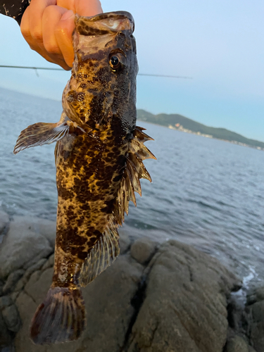 タケノコメバルの釣果