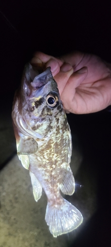 クロソイの釣果