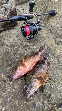 カサゴの釣果