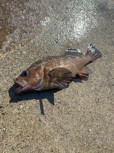 ガヤの釣果