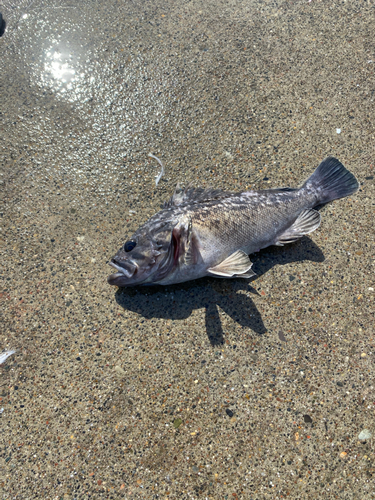 クロソイの釣果