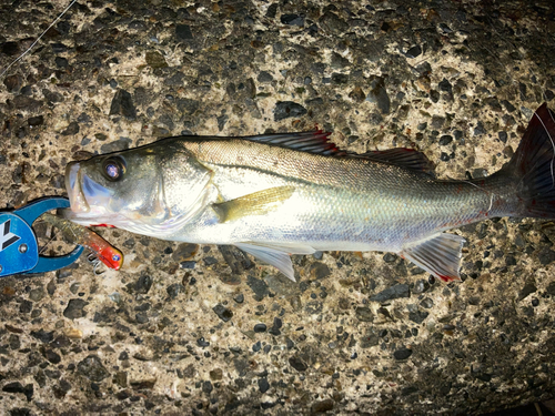 セイゴ（マルスズキ）の釣果