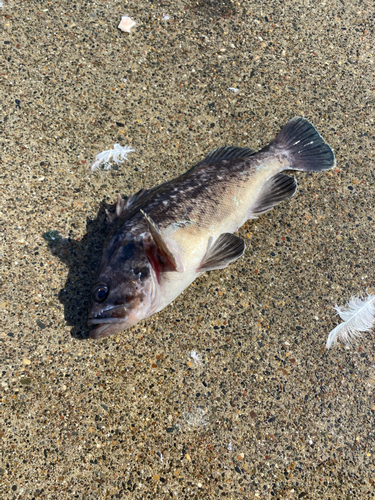 クロソイの釣果