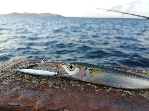 サバの釣果