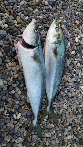 ワラサの釣果