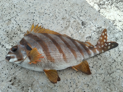 タカノハダイの釣果