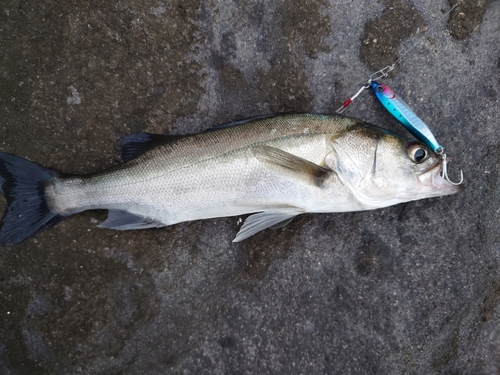 セイゴ（マルスズキ）の釣果