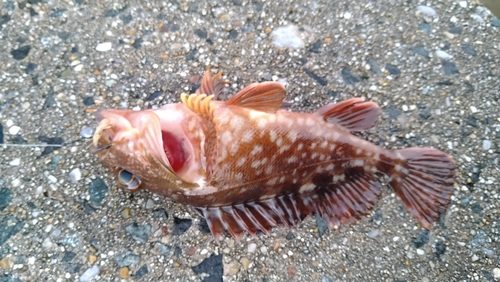 タケノコメバルの釣果