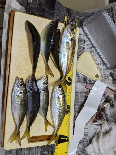 タチウオの釣果