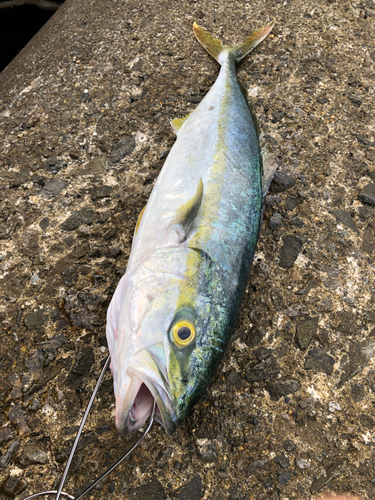 ハマチの釣果