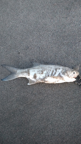 ツバメコノシロの釣果