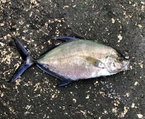 ナンヨウカイワリの釣果