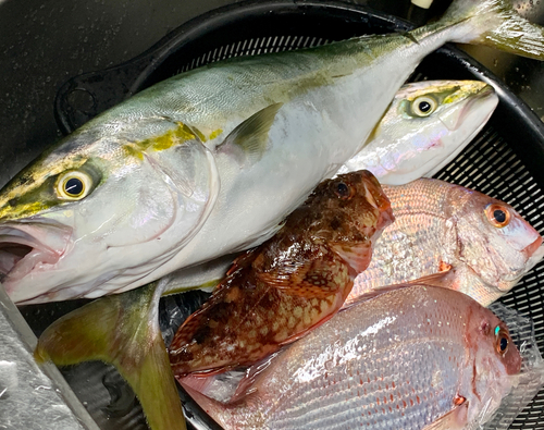 タイの釣果