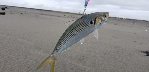 コノシロの釣果