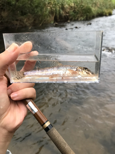 カマツカの釣果