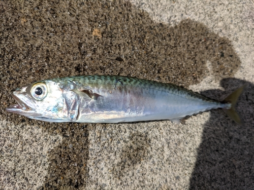 サバの釣果