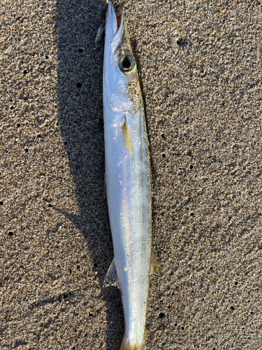 カマスの釣果