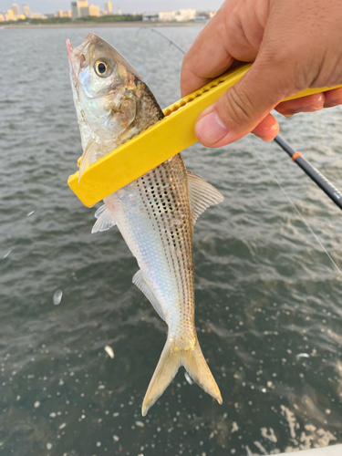 コノシロの釣果