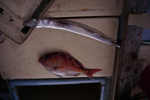 タイの釣果