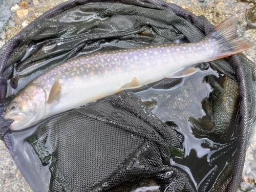 イワナの釣果