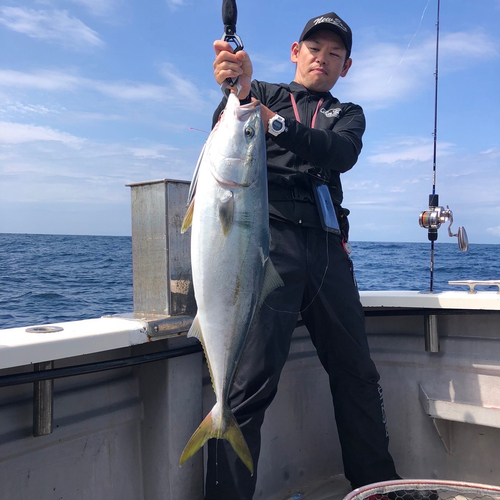 ブリの釣果