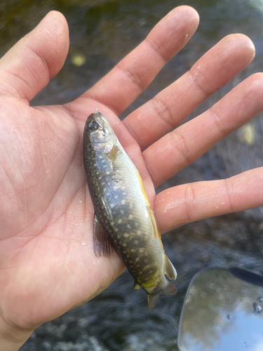 イワナの釣果