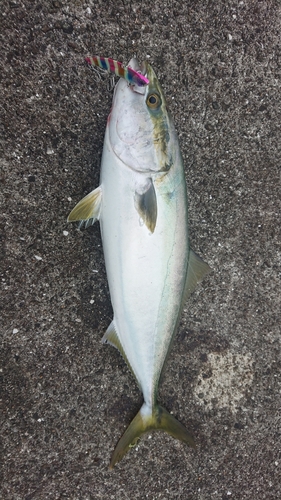 メジロの釣果