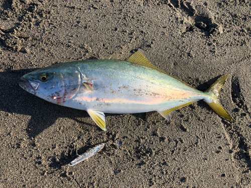 イナダの釣果