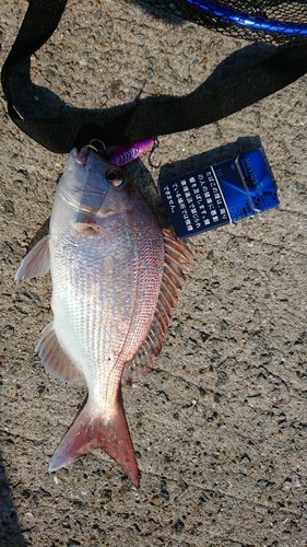 マダイの釣果