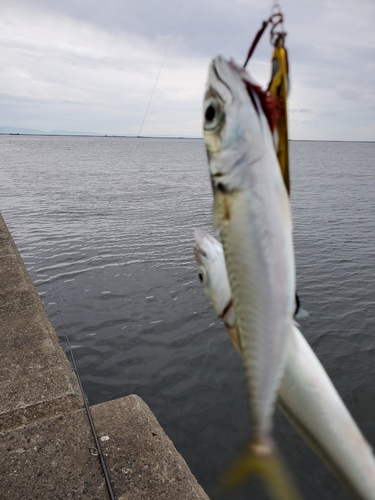 サバの釣果