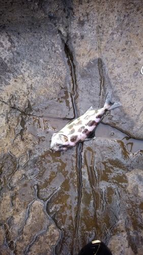 アイブリの釣果