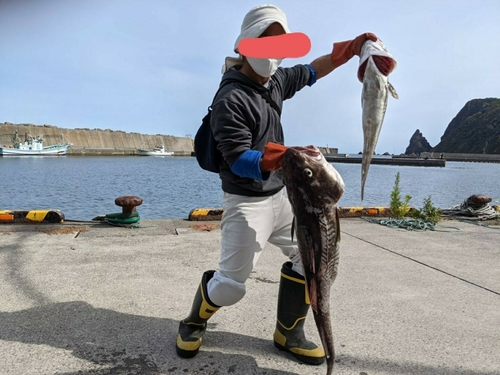 タラの釣果