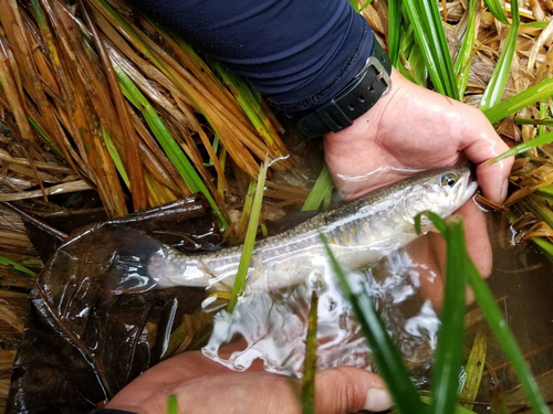 イワナの釣果