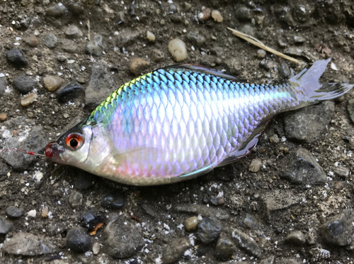 タイリクバラタナゴの釣果